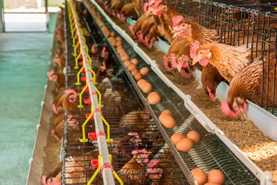 Poultry farms